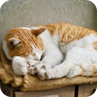 尾道画像１０：寝ている猫