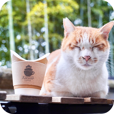 尾道画像６：コーヒーと猫