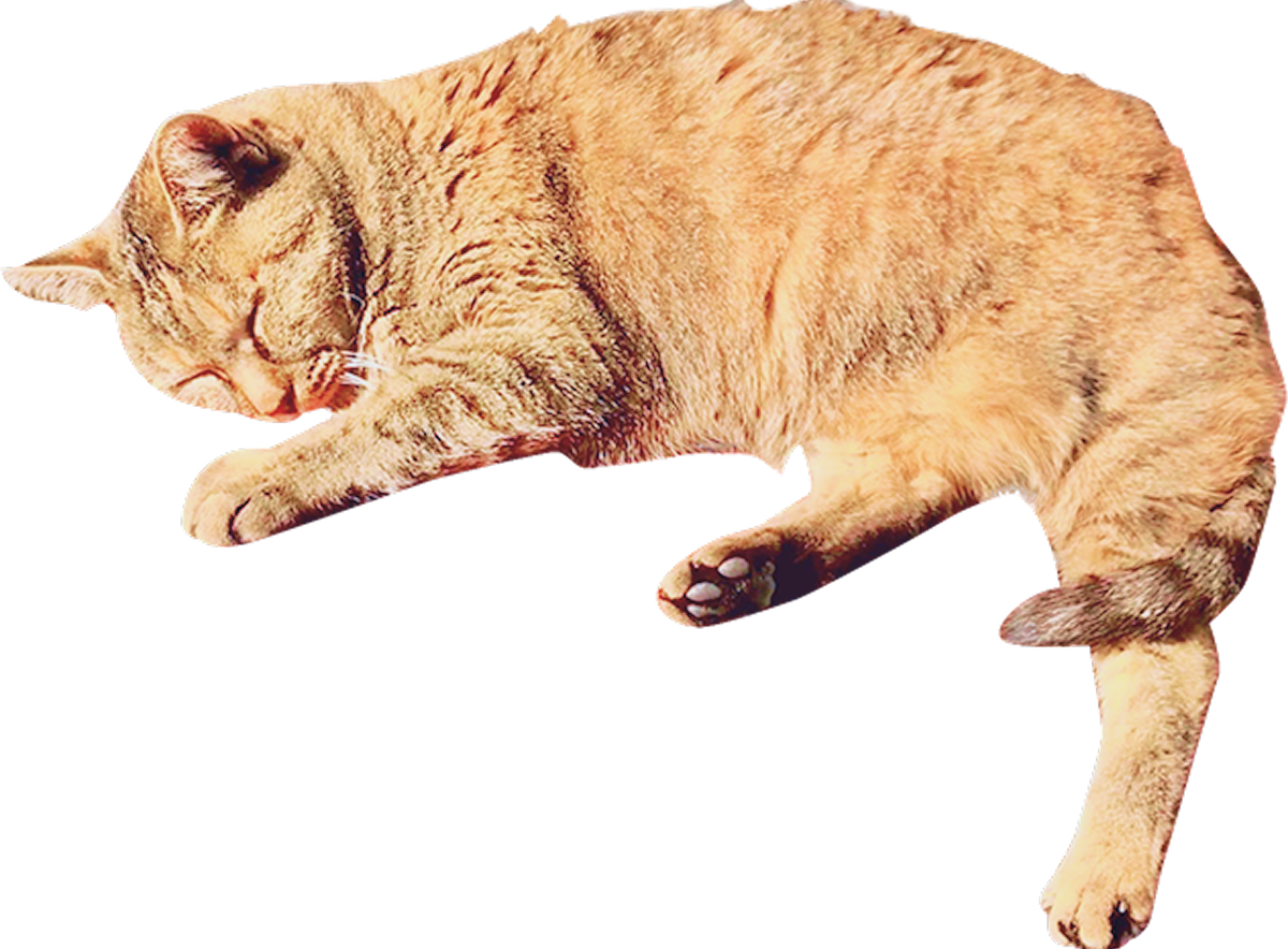 茶色い猫の画像